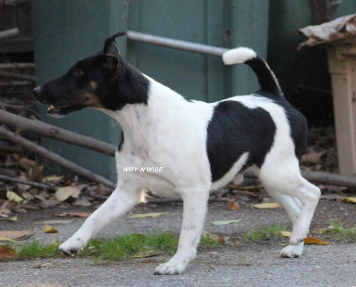 Publication : Wry n'Wise Auteur : VENARD