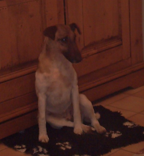 Publication : Belfox Auteur : claude Percheron