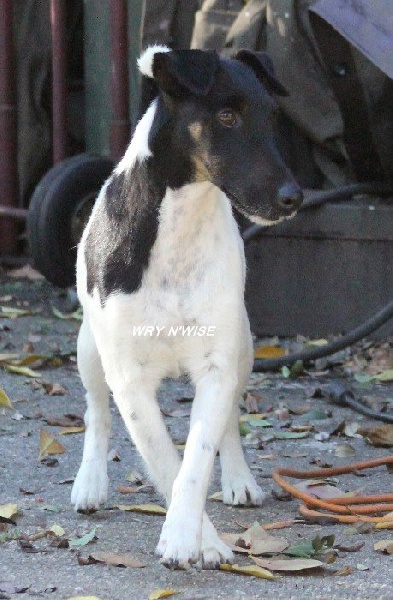 Publication : Wry n'Wise Auteur : VENARD