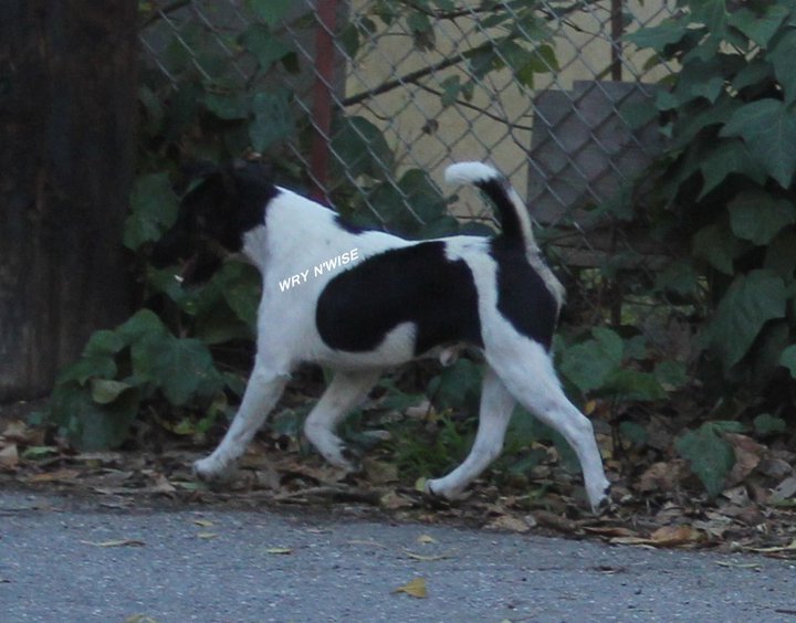 Publication : Wry n'Wise Auteur : VENARD