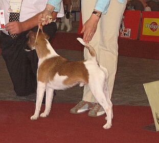 Publication : Belfox Auteur : claude Percheron