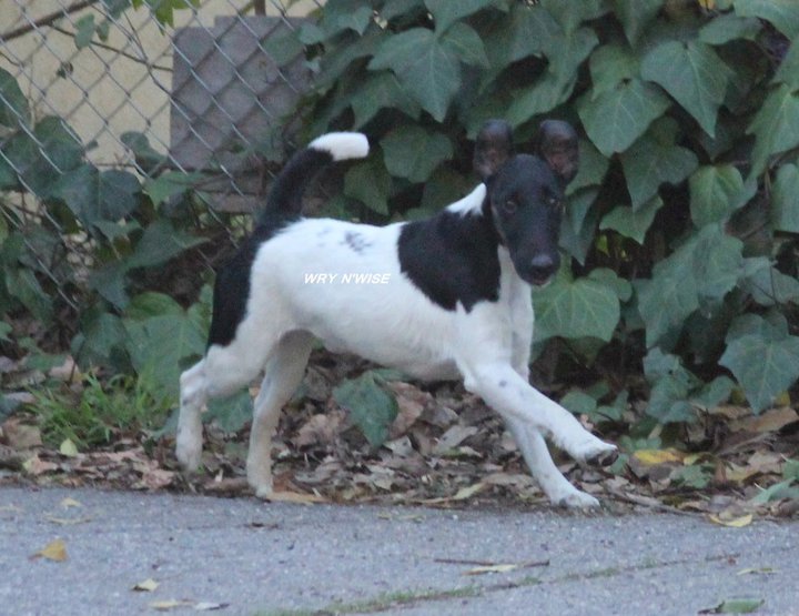 Publication : Wry n'Wise Auteur : VENARD