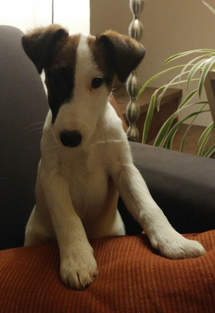 Chiot Fox Terrier Poil Lisse à Donner