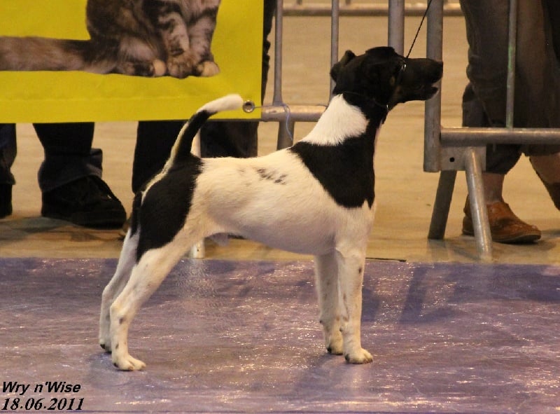 CH. sunlyn Highland hunter - Meilleur de Race