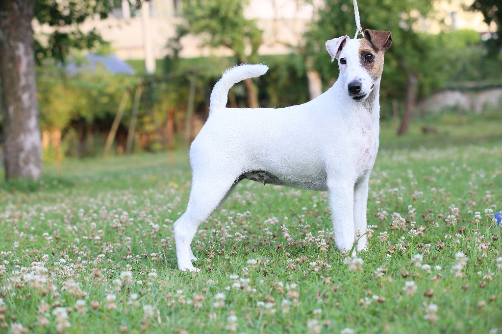 CH. Wry n'Wise Magnolia forever dite molly - 2e Excellent (Jeune)