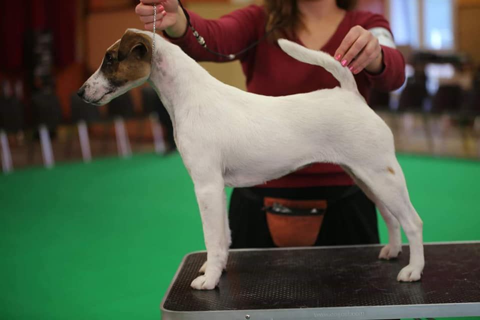 CH. Wry n'Wise Magnolia forever dite molly - 1er EXC Classe Champion