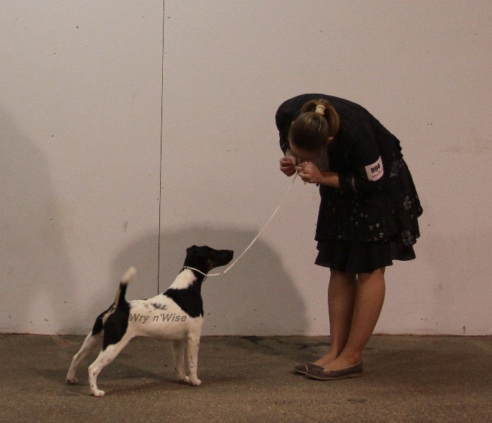 CH. sunlyn Highland hunter - 1ex Cl Champion RCACIB