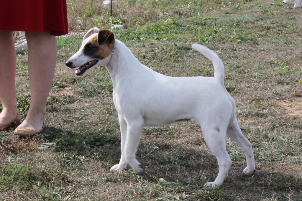 CH. Wry n'Wise Magnolia forever dite molly - CACS RCACIB