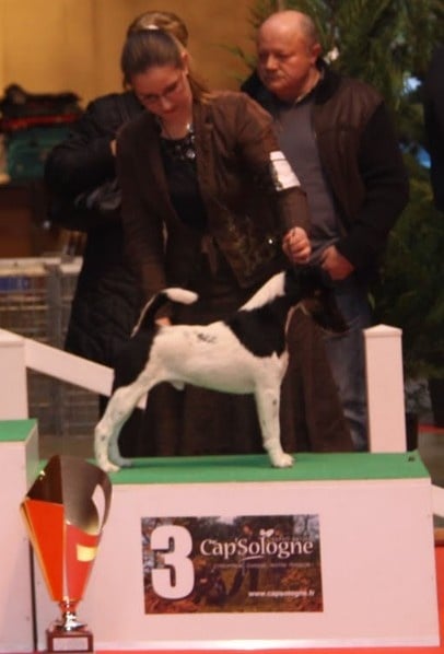 CH. sunlyn Highland hunter - 1 CAC CACIB BOB