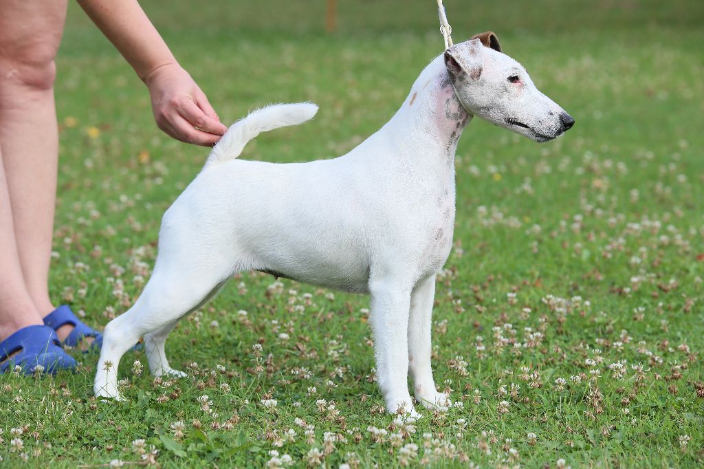 CH. Wry n'Wise Magnolia forever dite molly - 4ex Classe Jeune