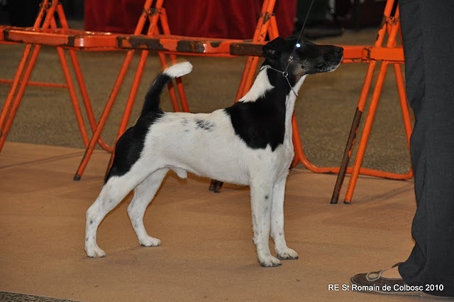 CH. sunlyn Highland hunter - 1Exc Meilleur de Race (Cl Champion)