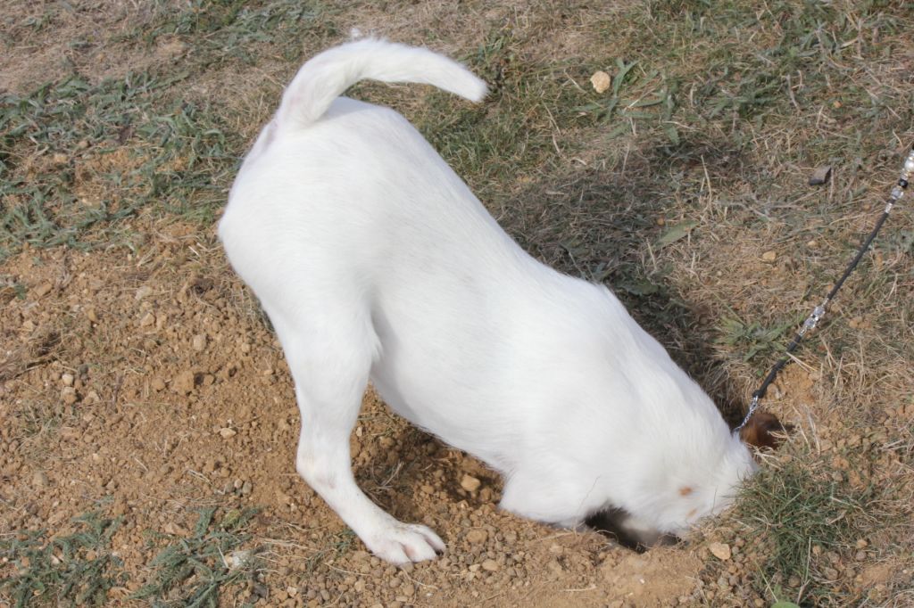 CH. Wry n'Wise Magnolia forever dite molly - CAC