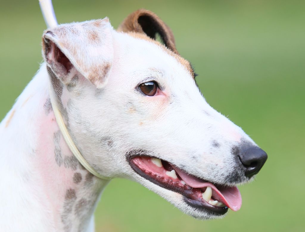 CH. Wry n'Wise Magnolia forever dite molly - 150/150 Classe OUVERTE