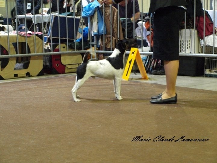 CH. sunlyn Highland hunter - RCACL - Cl Champion