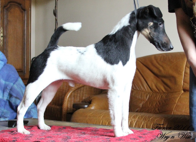 CH. sunlyn Highland hunter - CACIB - Meilleur de Race