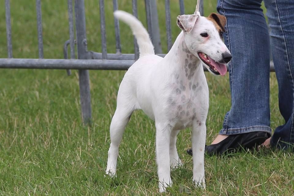 CH. Wry n'Wise Magnolia forever dite molly - Meilleur Jeune