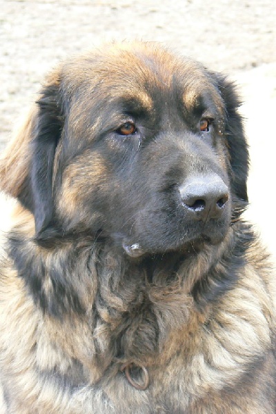 Gandhy des lions de la ferronniere