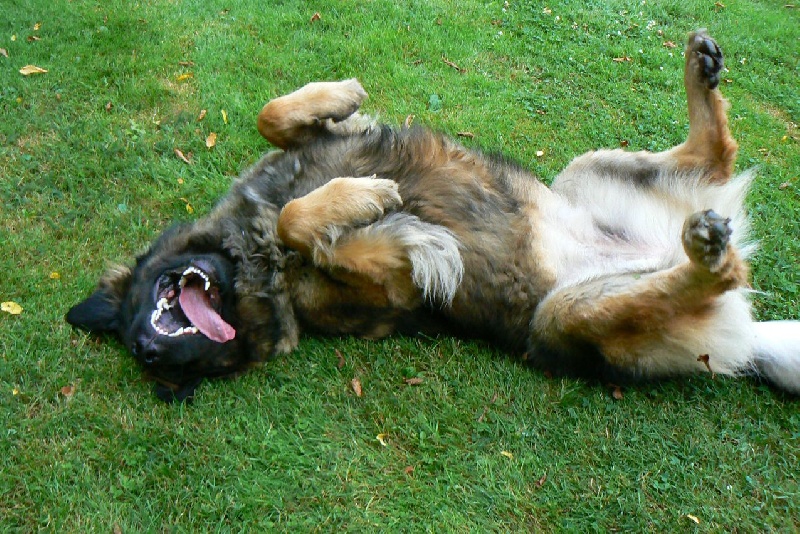 Gandhy des lions de la ferronniere