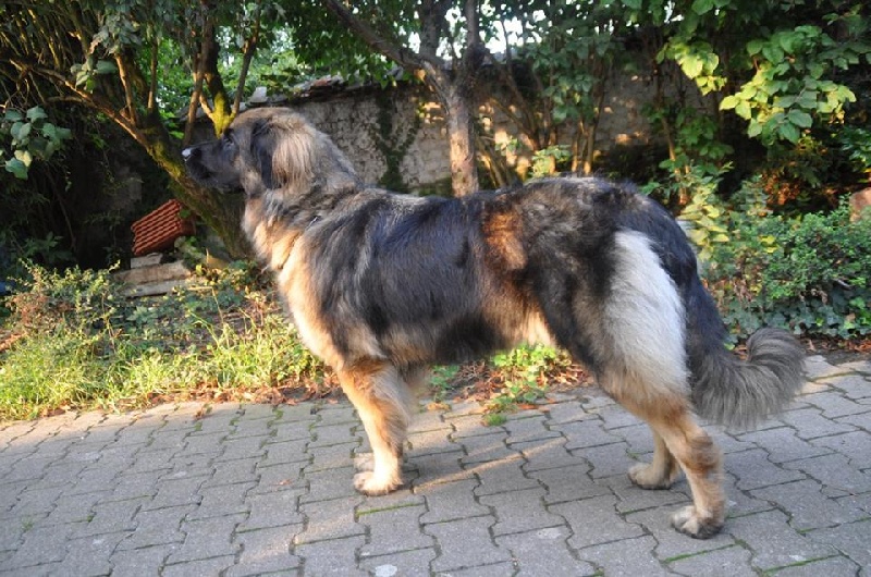 Gandhy des lions de la ferronniere