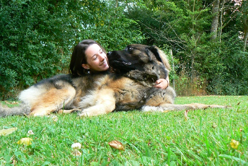 Gandhy des lions de la ferronniere