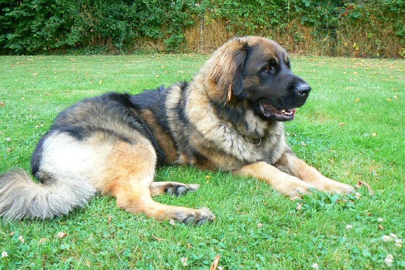 Gandhy des lions de la ferronniere