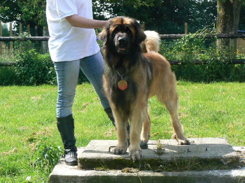 Baloo des lions de la ferronniere - CIM 4ieme très bon