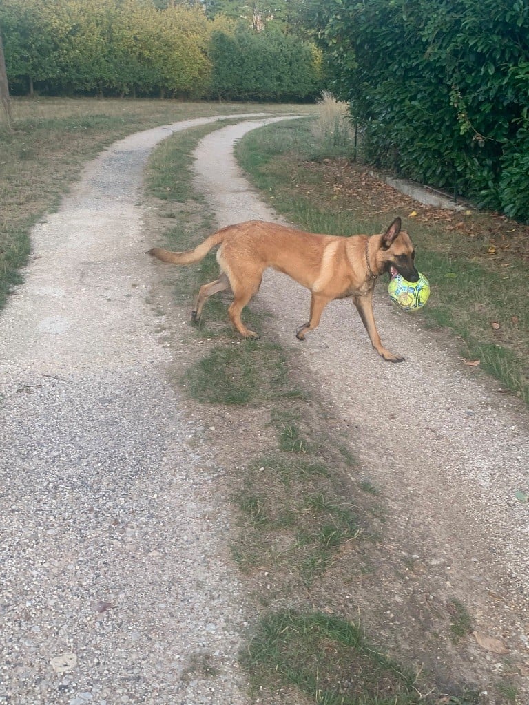 Publication : Du blason à croix d'argent