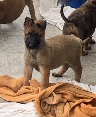 Les chiots de Berger Belge