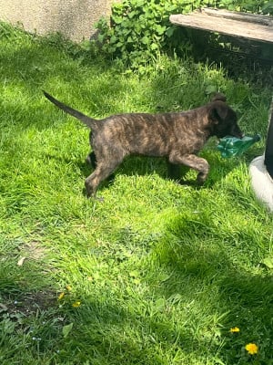 Les chiots de Berger hollandais