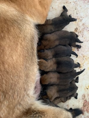 Les chiots de Berger Belge