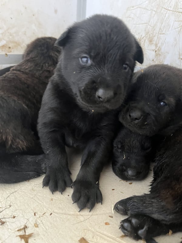 Berger hollandais - Du blason à croix d'argent