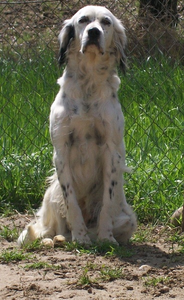 Publication : Les brumes du rocher Auteur : Francis Borja