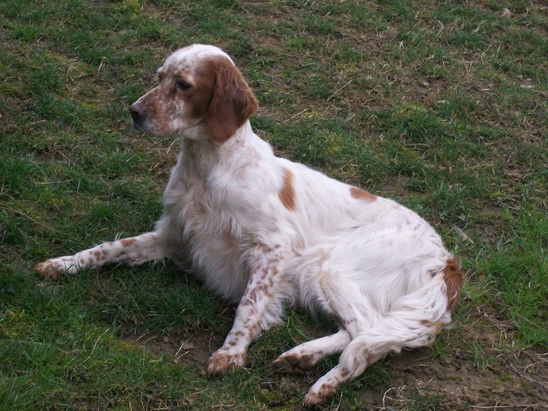 Publication : Les brumes du rocher Auteur : F BORJA