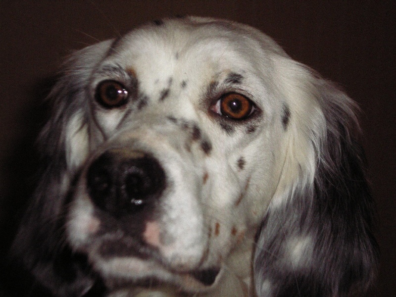 Publication : Les brumes du rocher Auteur : Francis Borja