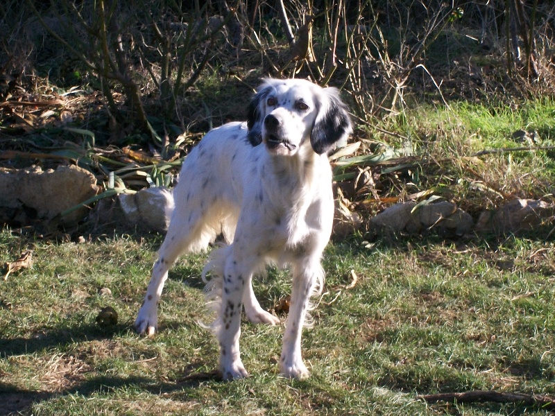 Publication : Les brumes du rocher Auteur : Francis Borja