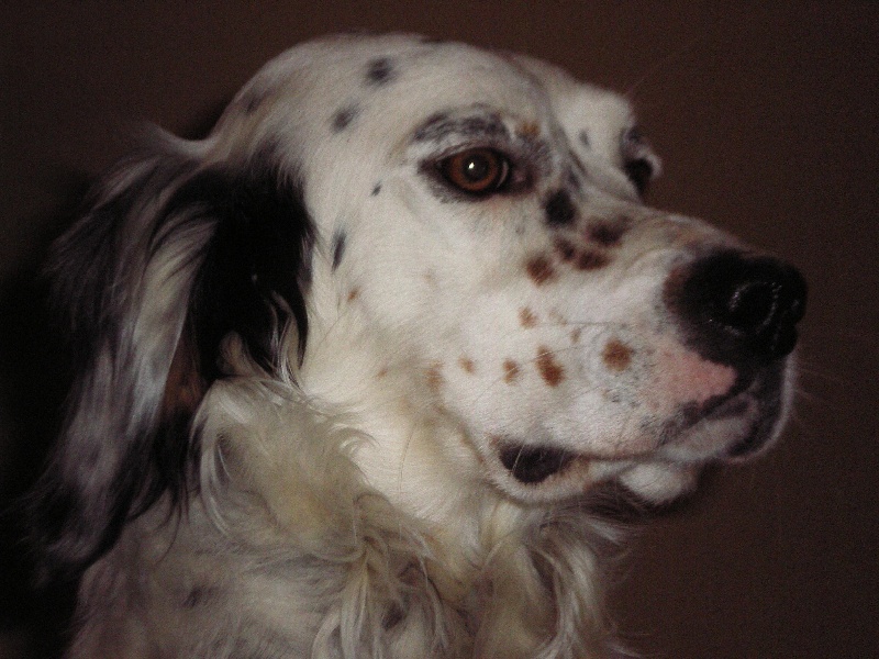 Publication : Les brumes du rocher Auteur : Francis Borja