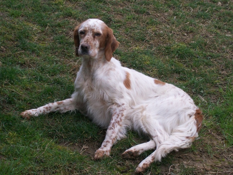 Publication : Les brumes du rocher Auteur : F BORJA