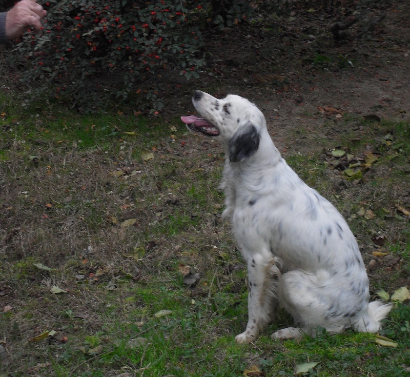 Publication : Les brumes du rocher Auteur : Francis Borja
