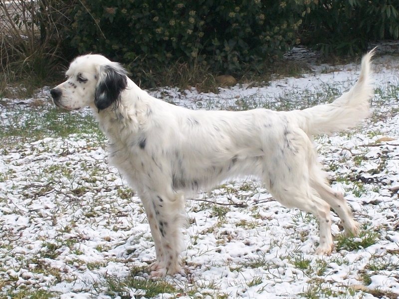 Publication : Les brumes du rocher Auteur : Francis Borja