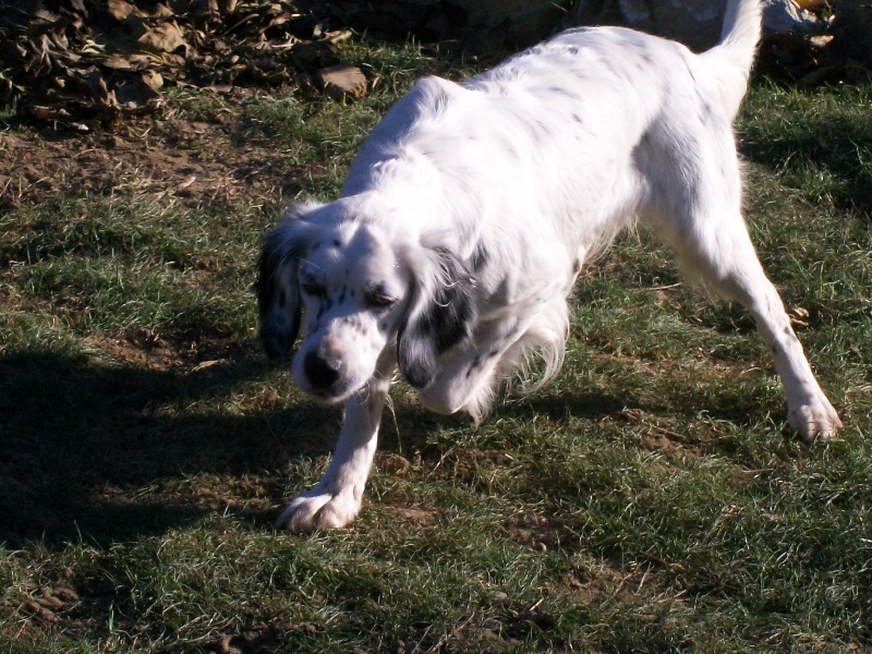 Publication : Les brumes du rocher Auteur : Francis Borja