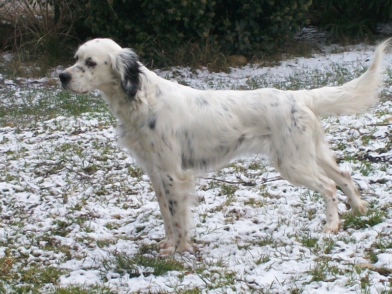 Publication : Les brumes du rocher Auteur : Francis Borja