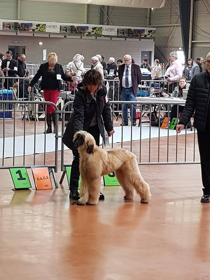 CH. Noblesse oblige De koulangar - TRES PROMETTEUR