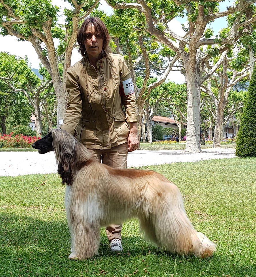 CH. Noblesse oblige De koulangar - 1ERE EXCELLENTE CACS