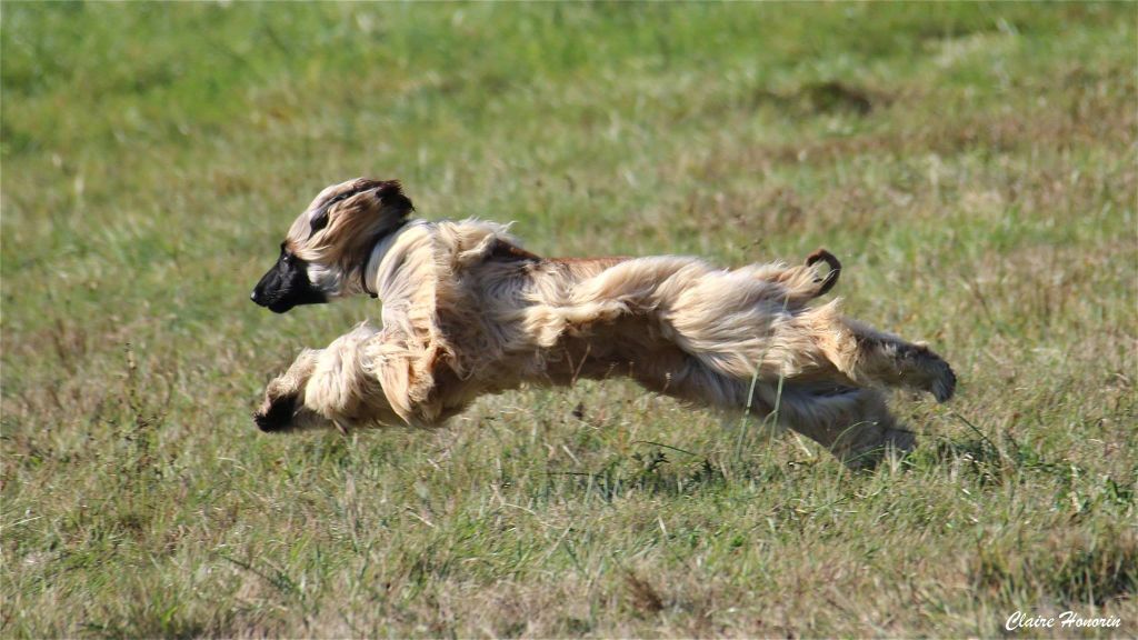 CH. Noblesse oblige De koulangar - 1ERE EXCELLENTE CACP