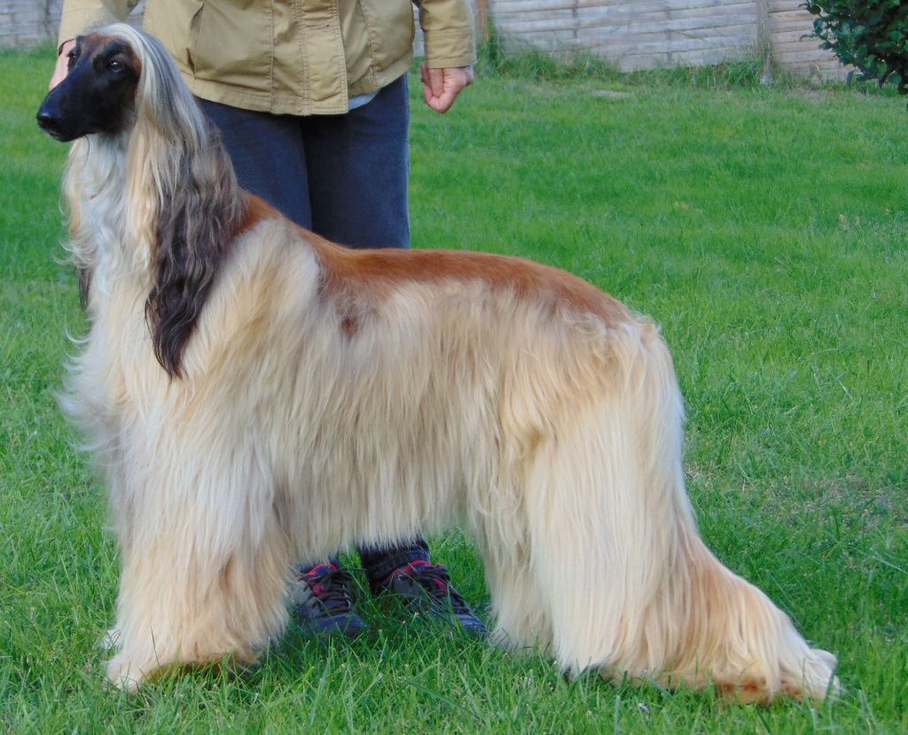 CH. Noblesse oblige De koulangar - 1ERE EXC CACS