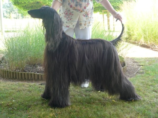 CH. patty blue De koulangar - 1 ERE EXC CAC