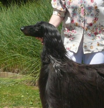 CH. patty blue De koulangar - 1 ERE EXC CAC