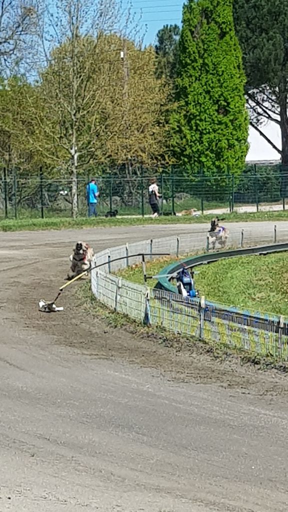 CH. Noblesse oblige De koulangar - 2EM EXC RCACT