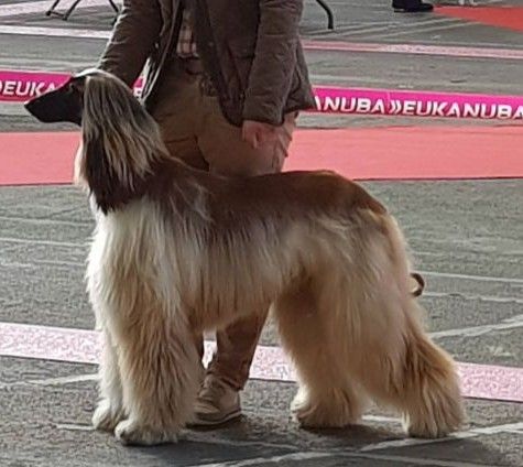 CH. Noblesse oblige De koulangar - 1ER EXC CACS BOB