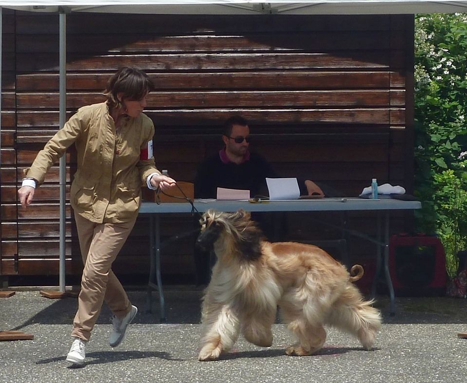 CH. Noblesse oblige De koulangar - 1ER EXC CACS BOB